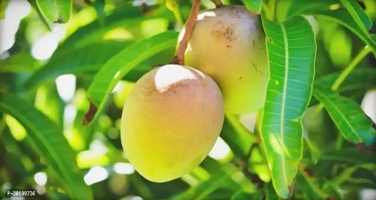 URAN Mango Plant-thumb0