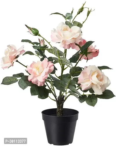 URAN Rose Plant