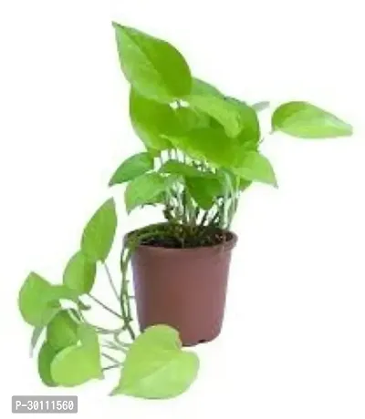 URAN Money Plant-thumb0