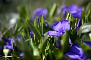 URAN Sadabahar/Periwinkle Plant-thumb1