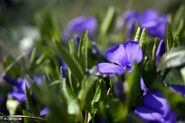 URAN Sadabahar/Periwinkle Plant-thumb2