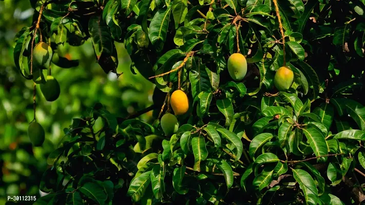 URAN Mango Plant-thumb0