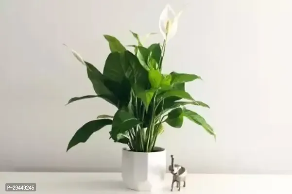 Peace Lily PlantHybrid And Grafted Easy To Grow | Plant With Growing Bag| Plant Hight 1.5-1.403 Fit [S916]-thumb0