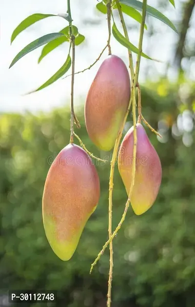 URAN Mango Plant-thumb0