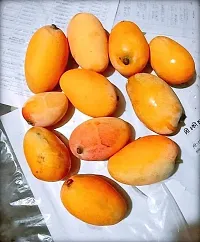 URAN Mango Plant-thumb1