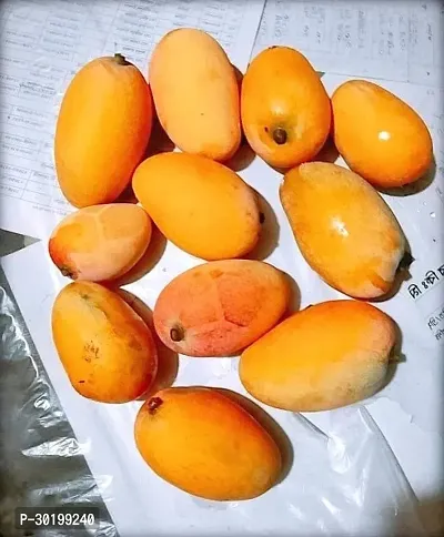 URAN Mango Plant-thumb2