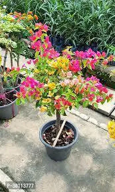 URAN Bougainvillea Plant-thumb0