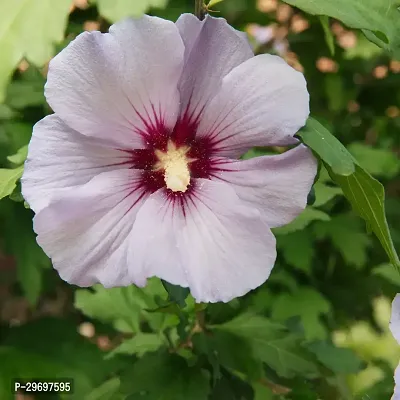 Hibiscus Plant