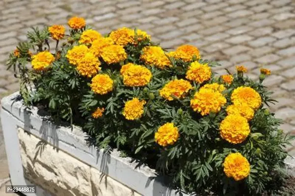 Chrysanthemums/ Guldavari PlantHybrid And Grafted Easy To Grow | Plant With Growing Bag| Plant Hight 1.5-1.126 Fit [S639]-thumb0