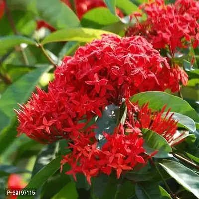 URAN  Trothic Ixora/Chethi Plant-thumb0