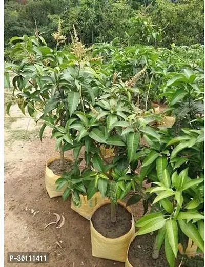 URAN Mango Plant-thumb0