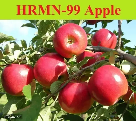 Apple PlantHybrid And Grafted Easy To Grow | Plant With Growing Bag| Plant Hight 1.5-1.24 Fit [S537]-thumb0