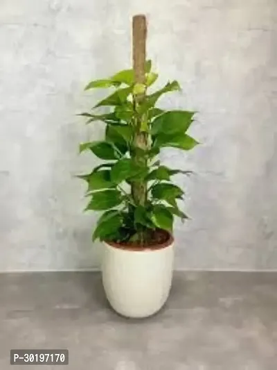 URAN  Money Plant