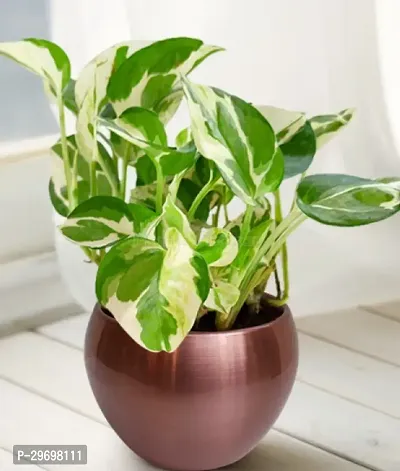 Money Plant