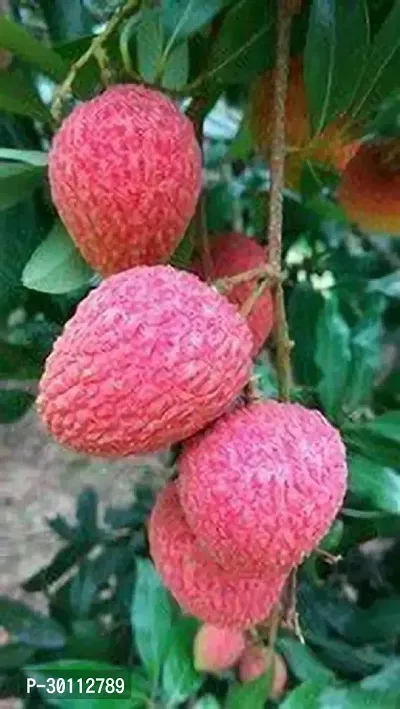 URAN Litchi Plant-thumb0