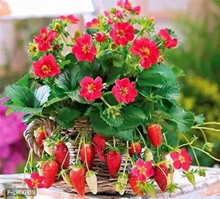 Strawberry Plant