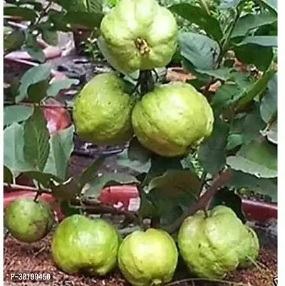 URAN Guava Plant-thumb0