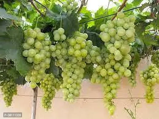 URAN Grape Plant-thumb0