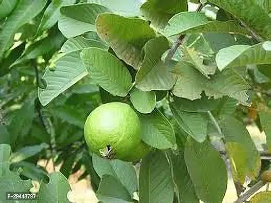 Guava PlantHybrid And Grafted Easy To Grow | Plant With Growing Bag| Plant Hight 1.5-1.48 Fit [S561]-thumb0