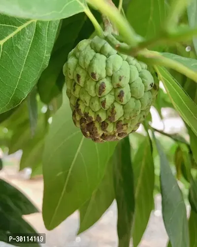 URAN Custard Apple Plant-thumb0