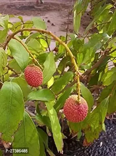 Litchi PlantHybrid And GraftedEasy To Grow[AN1001][a301]-thumb0