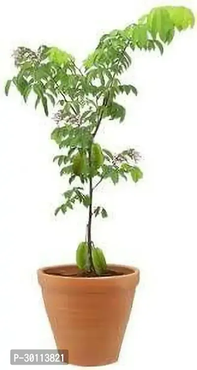 URAN Star Fruit Carambola Grafted Plant-thumb2