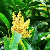 URAN Mango Plant-thumb1