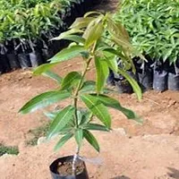 Mango Plant-thumb1