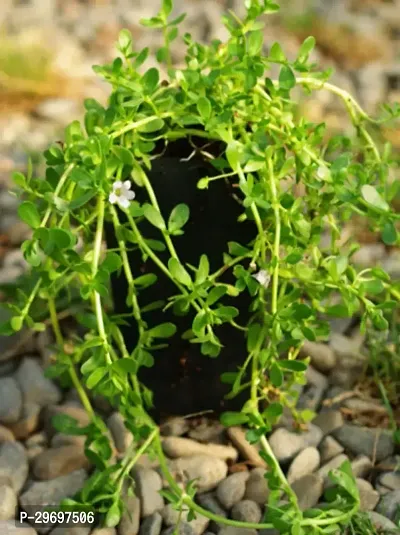 Bacopa Monnieri