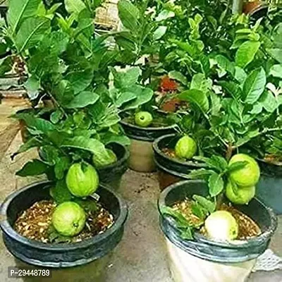 Guava PlantHybrid And Grafted Easy To Grow | Plant With Growing Bag| Plant Hight 1.5-1.40 Fit [S553]-thumb0