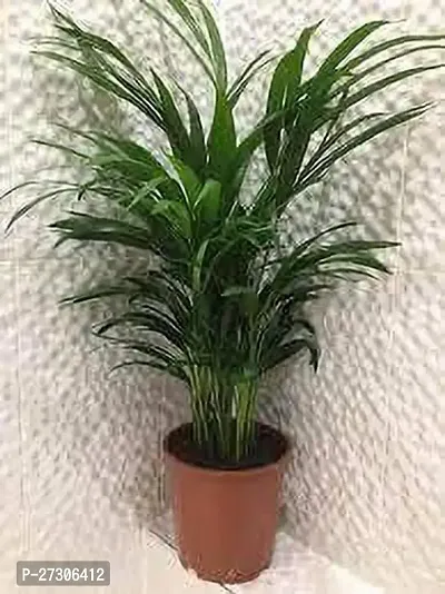 Areca PalmHybrid And GraftedEasy To Grow[AN1001][a305]-thumb0