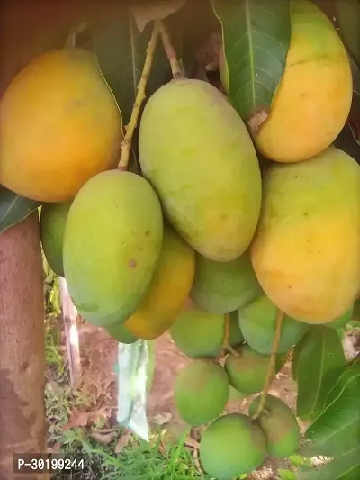 URAN Mango Plant-thumb0