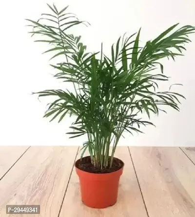 Areca Hybrid Plant And Grafted Easy To Grow-thumb0