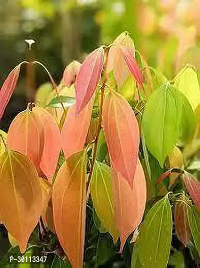 URAN Cinnamon Plant