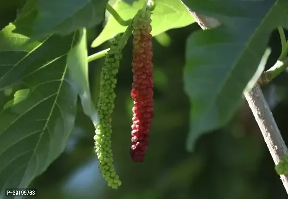 URAN Shahtoot/Mulberry Plant