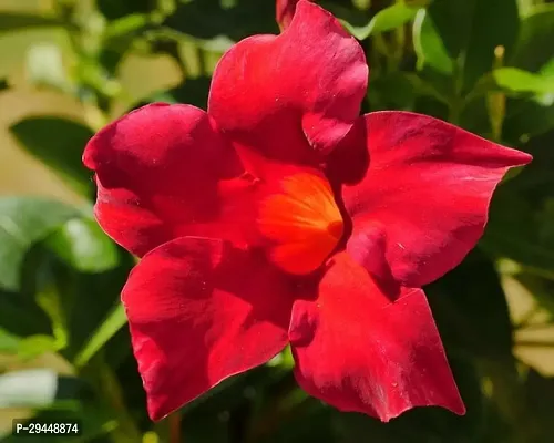 Mandevilla PlantHybrid And Grafted Easy To Grow | Plant With Growing Bag| Plant Hight 1.5-1.125 Fit [S638]-thumb0