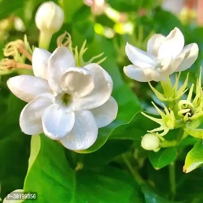 URAN Jasmine Plant-thumb0