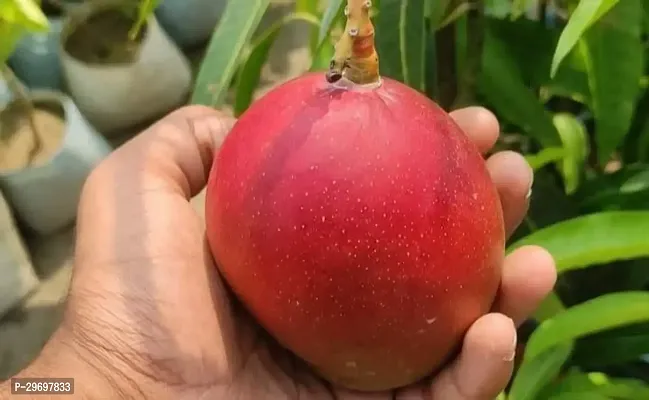 Mango Plant-thumb2