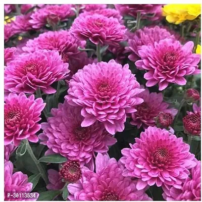 URAN Chrysanthemums/ Guldavari Plant