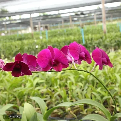 URAN Orchid Plant-thumb0