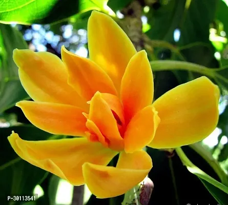 URAN Golden Champa Plant-thumb0