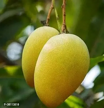 URAN Mango Plant-thumb0