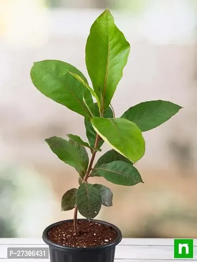 Almond PlantHybrid And GraftedEasy To Grow[AN1001][a323]-thumb0