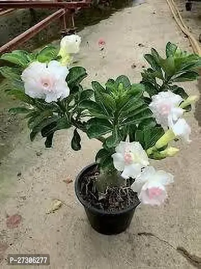 Adenium PlantHybrid And GraftedEasy To Grow[AN1001][a172]-thumb0