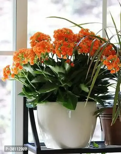 URAN Kalanchoe Plant-thumb0