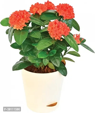 URAN Trothic Ixora/Chethi Plant