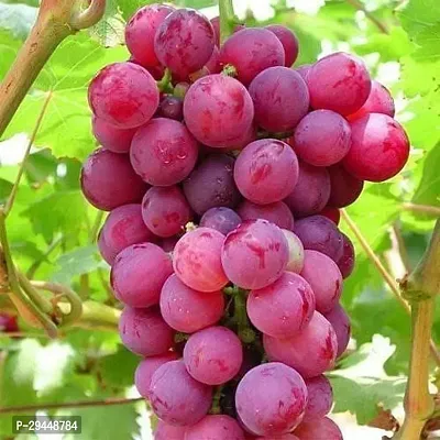 Grapes PlantHybrid And Grafted Easy To Grow | Plant With Growing Bag| Plant Hight 1.5-1.35 Fit [S548]-thumb0