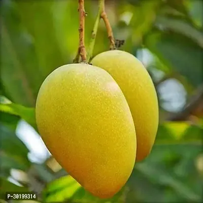 URAN Mango Plant-thumb0