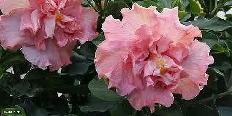 URAN Hibiscus Plant