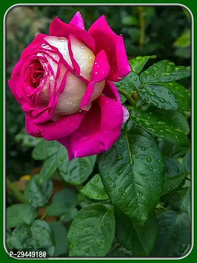 Rose PlantHybrid And Grafted Easy To Grow | Plant With Growing Bag| Plant Hight 1.5-1.339 Fit [S852]